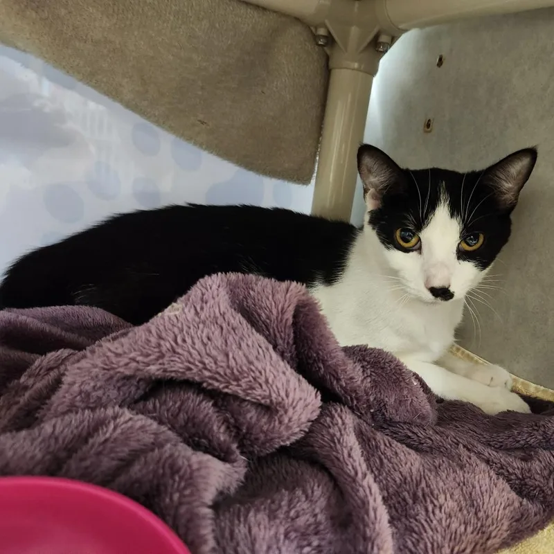 A young medium-sized female Black Domestic Short Hair cat named Batmeena for adoption in Grand Rapids, MI