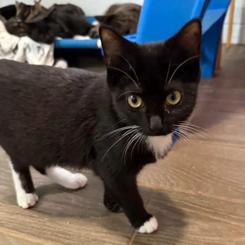 Gretchen thumbnail 6