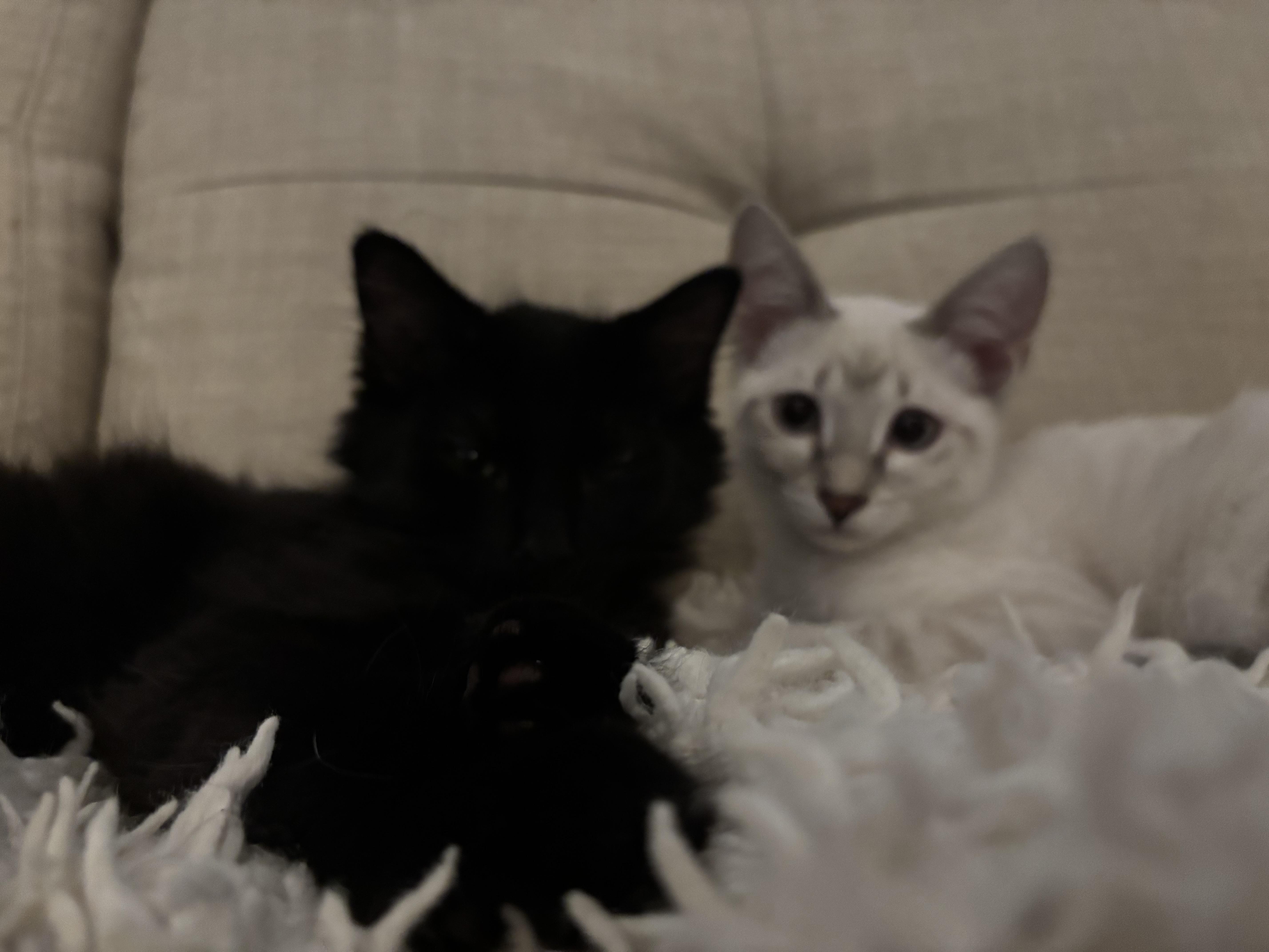 A baby medium-sized female Siamese cat named Camryn and HiJinks for adoption in Melrose, MA
