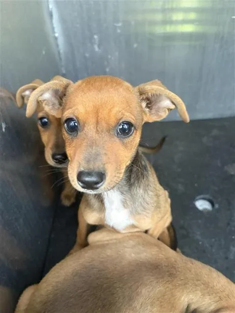 A baby small-sized female Chihuahua dog named Josephine for adoption in San Antonio, TX
