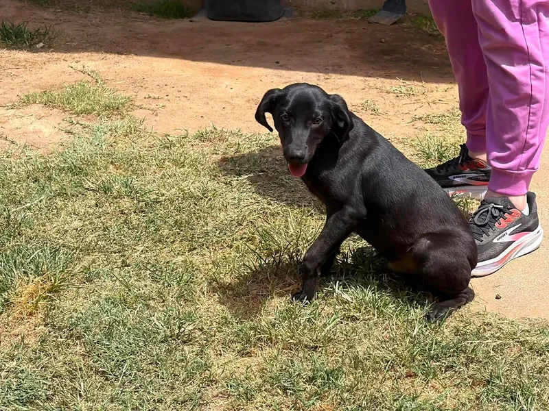 A young large-sized male Labrador Retriever dog named Jimmy Choo for adoption in New Baltimore, MI