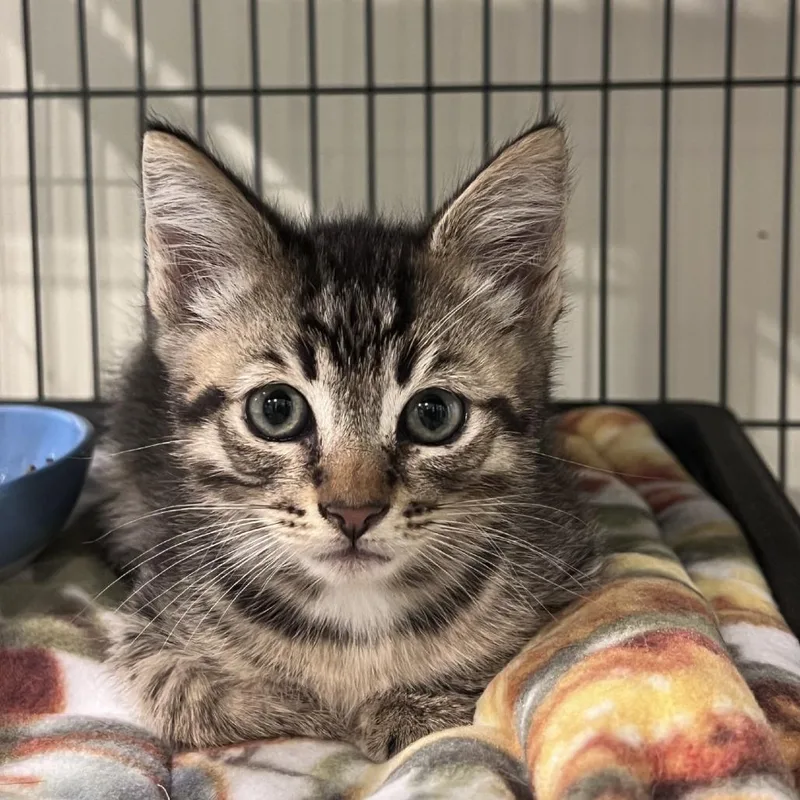 A baby small-sized male Brown / Chocolate Domestic Short Hair cat named Frosted Flakes for adoption in Port Townsend, WA