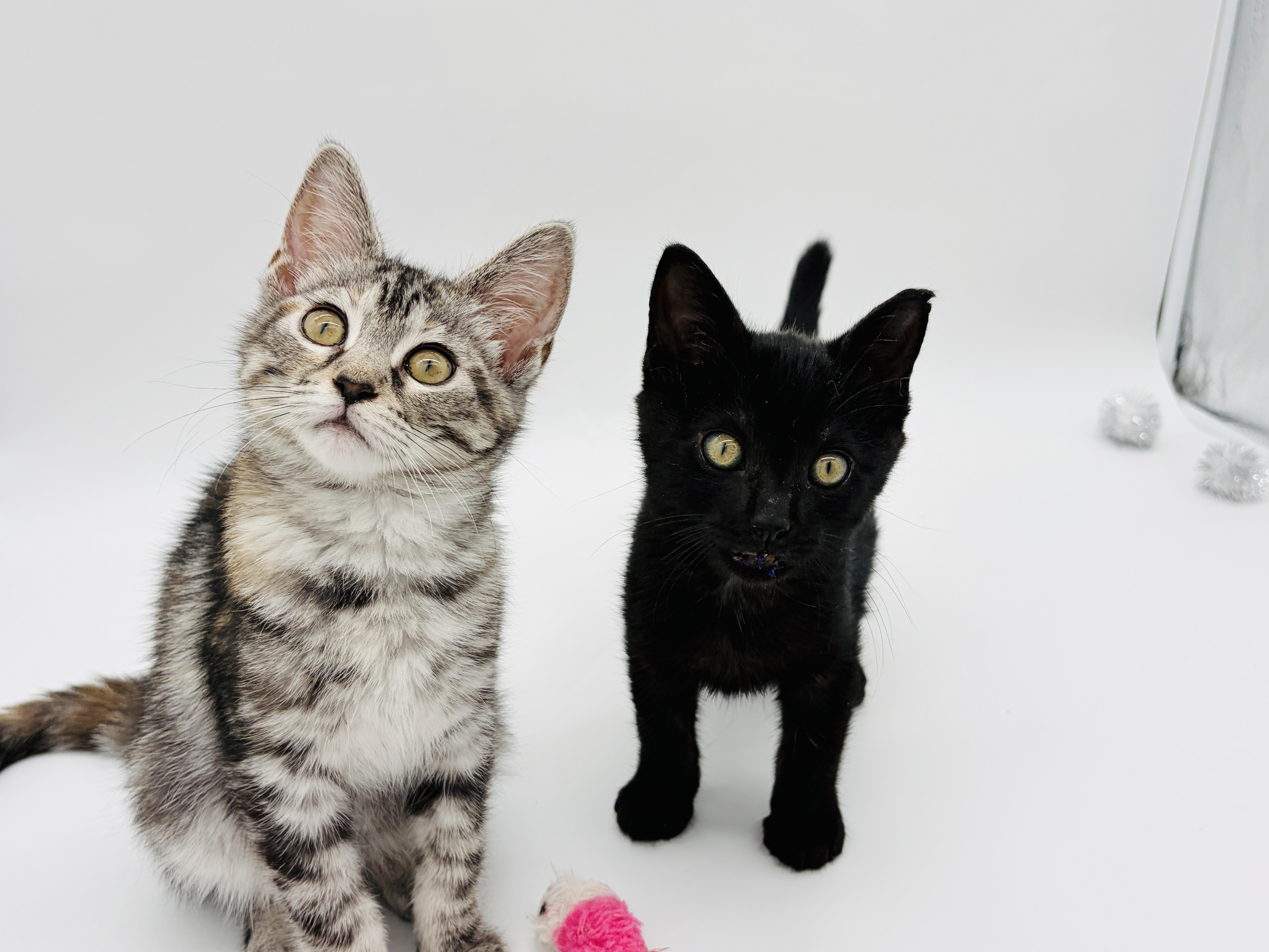 A baby medium-sized female Domestic Short Hair cat named Adelaide & Drummer for adoption in Lucedale, MS