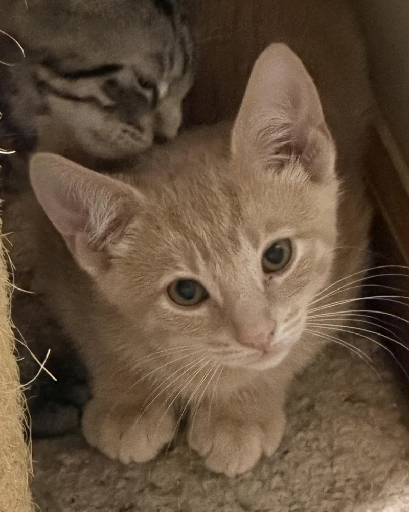 A baby medium-sized male Buff / Tan / Fawn Domestic Short Hair cat named Butter for adoption in East Hanover, NJ