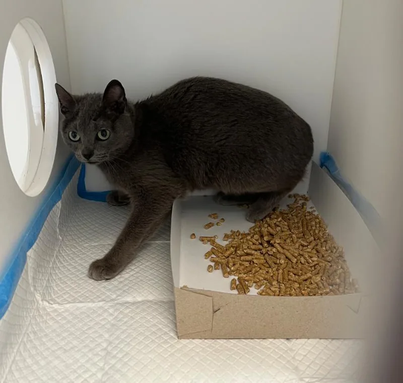 A young small-sized female American Shorthair cat named Opaline for adoption in Greenfield, IN