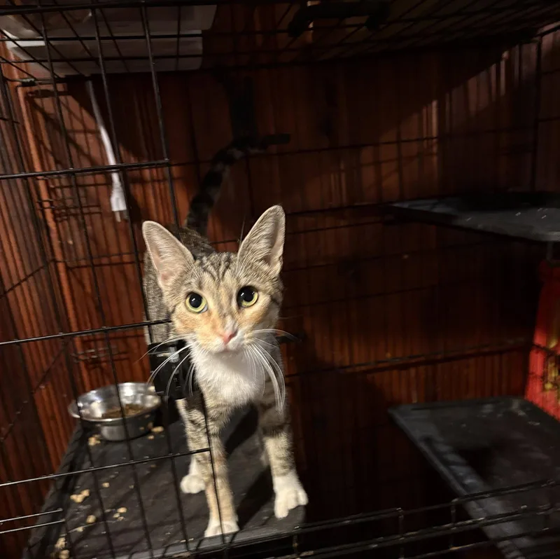 A young small-sized female Domestic Short Hair cat named Dolly Parton for adoption in Philadelphia, PA