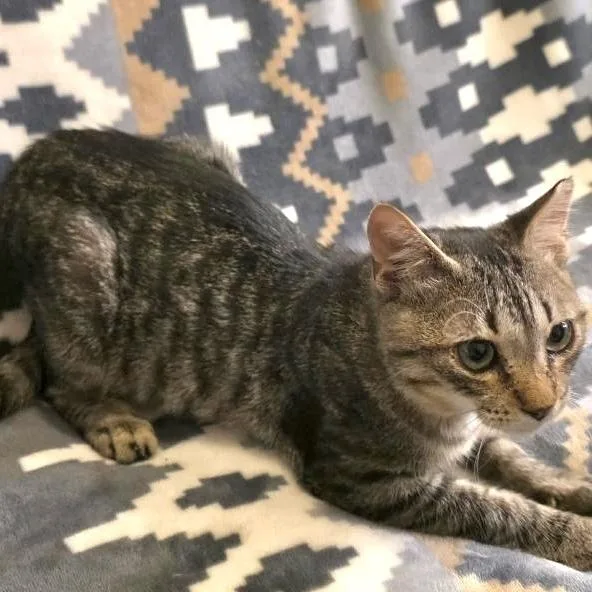 A baby small-sized male Tabby (Brown / Chocolate) Domestic Short Hair cat named Brock for adoption in Panama City Beach, FL