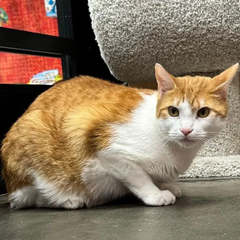 An adult large-sized male Domestic Short Hair cat named Marly for adoption in Cumming, GA