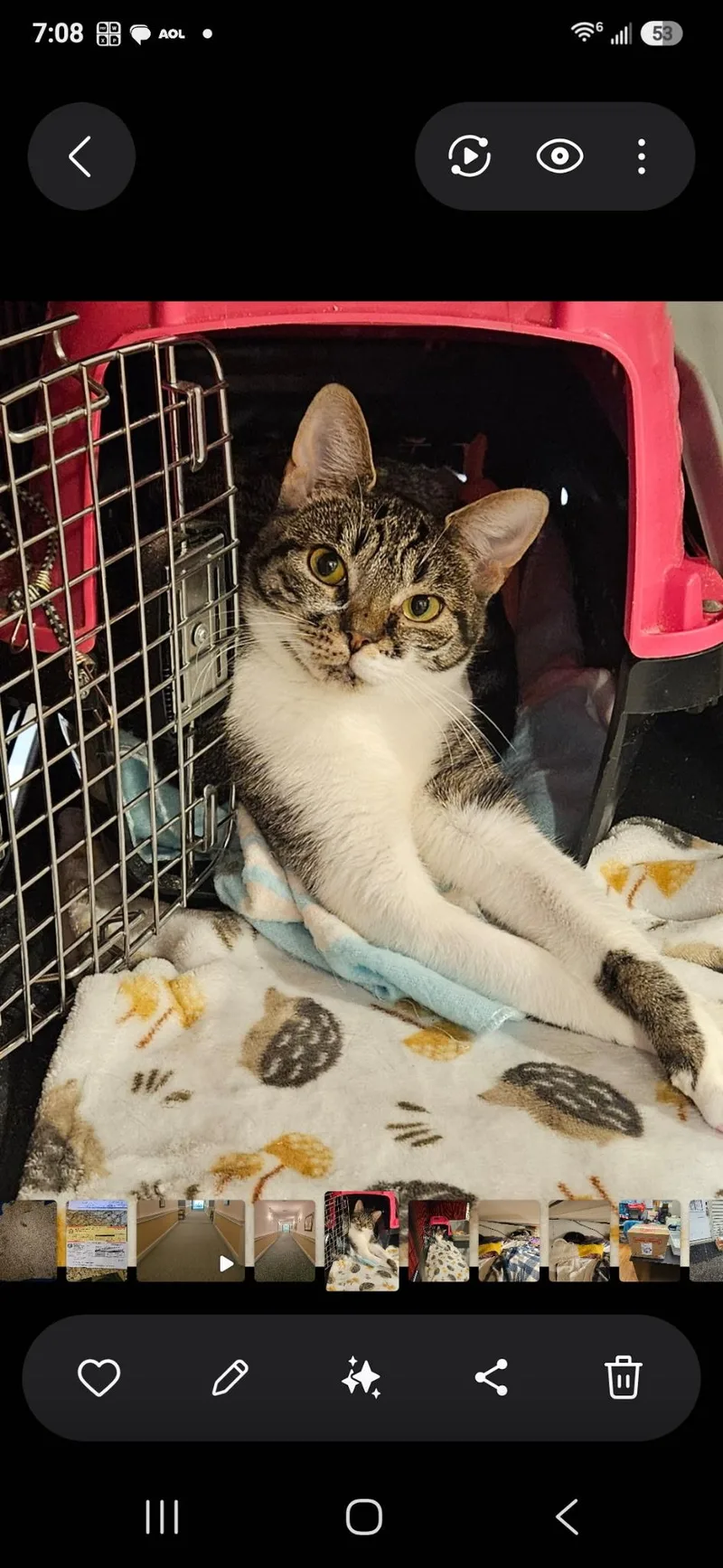 An adult large-sized female Domestic Short Hair cat named Emma for adoption in Middletown, CT