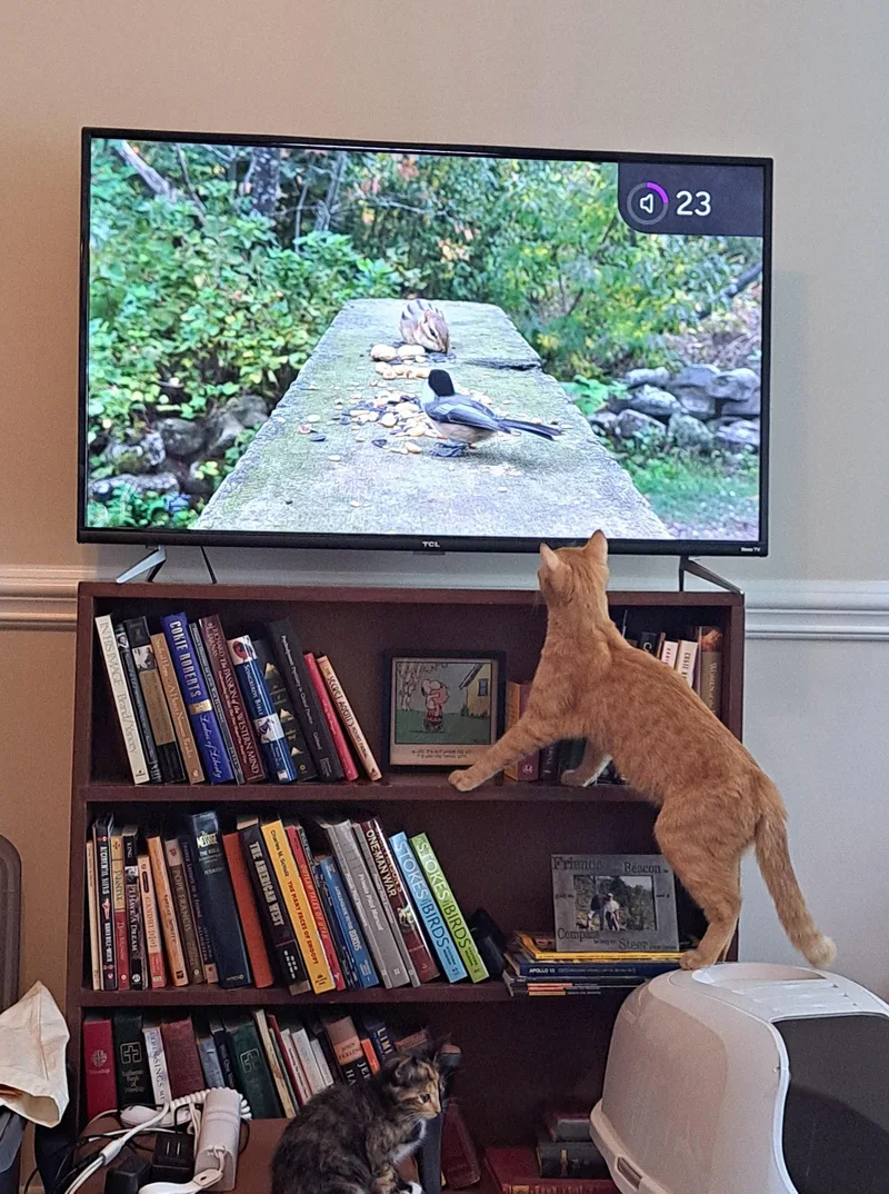 A young medium-sized female Orange / Red Domestic Short Hair cat named Rhonda for adoption in Nashville, TN