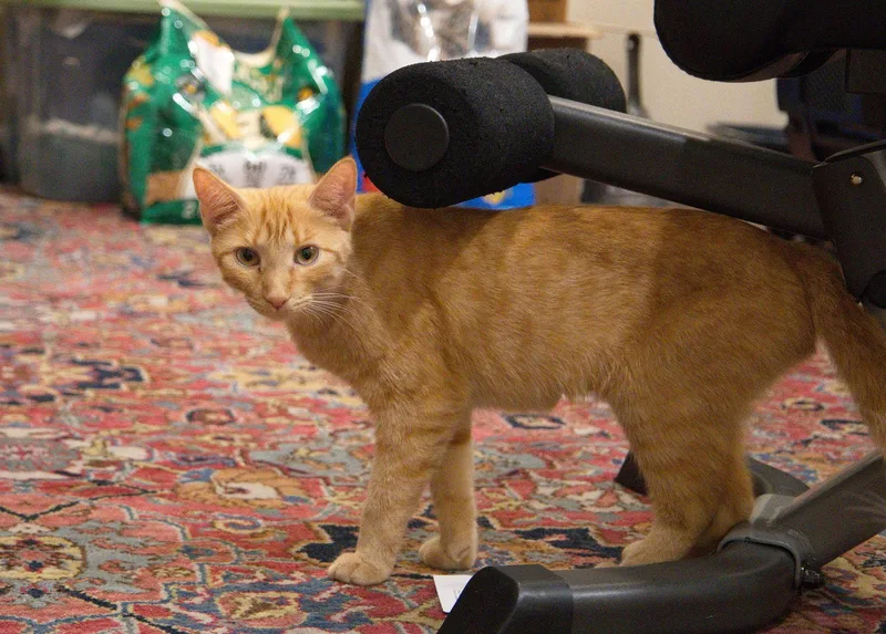 Rhonda thumbnail 3