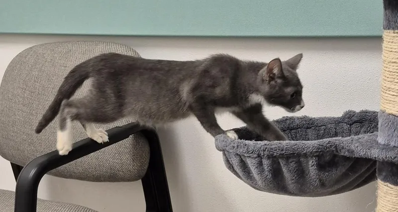 A baby small-sized male Domestic Short Hair cat named Max for adoption in South Bend, IN