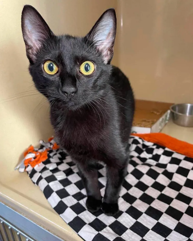 A young medium-sized male Domestic Short Hair cat named Jones for adoption in Stillwater, OK