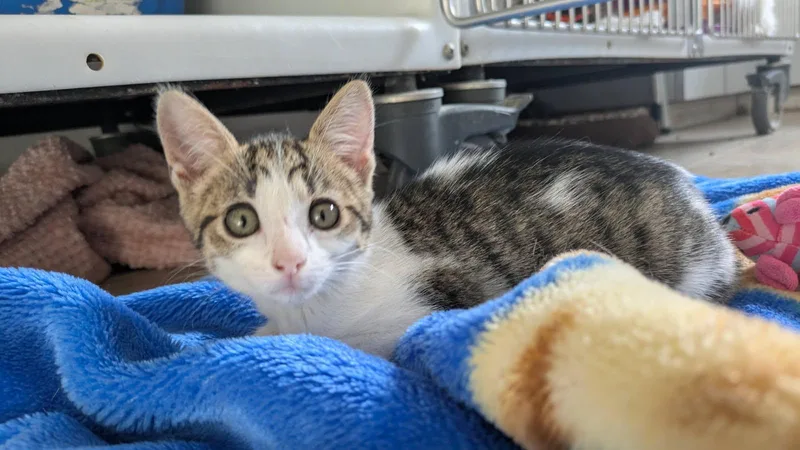 A baby medium-sized male Tabby (Brown / Chocolate) Domestic Short Hair cat named Ziggy for adoption in Eureka, CA