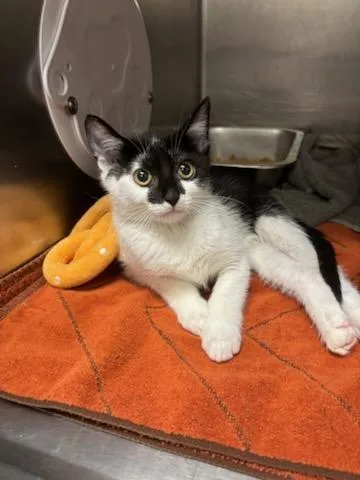 A baby medium-sized female Domestic Short Hair cat named Maddie for adoption in Huntsville, AL