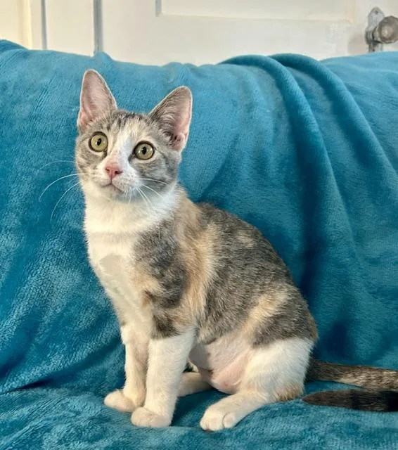 A baby medium-sized female Calico Domestic Short Hair cat named Cassie for adoption in Houston, TX