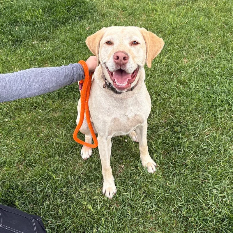 An adult large-sized male Yellow / Tan / Blond / Fawn Labrador Retriever dog named Forest for adoption in Spokane, WA