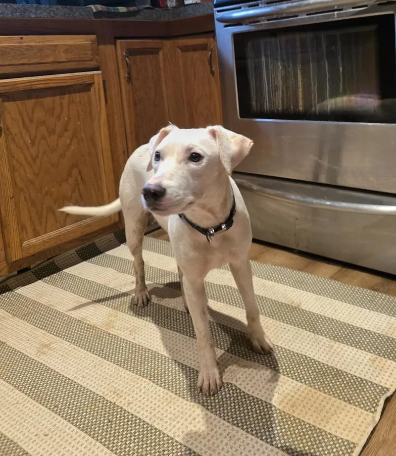 An adult medium-sized female White / Cream Labrador Retriever dog named Angel Girl for adoption in Aurora, IN