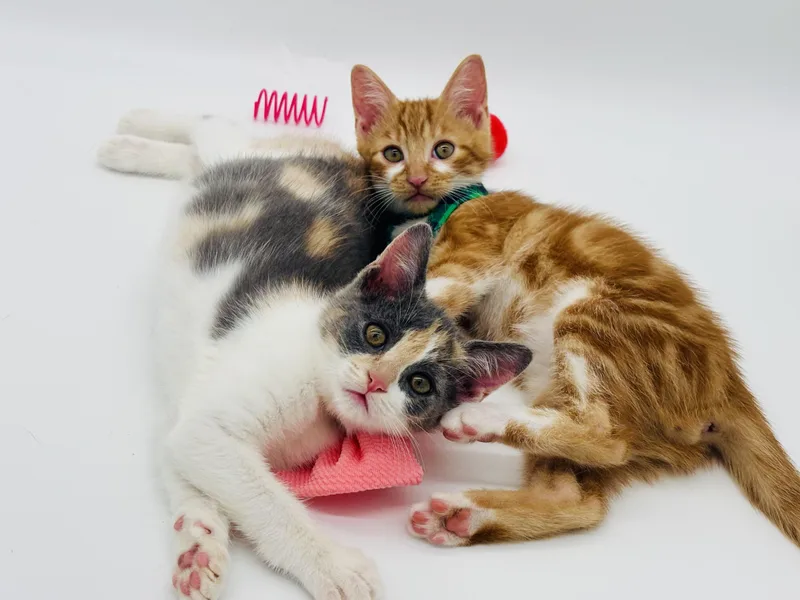 A baby medium-sized male Orange & White Domestic Short Hair cat named Laser & Loufa for adoption in Lucedale, MS