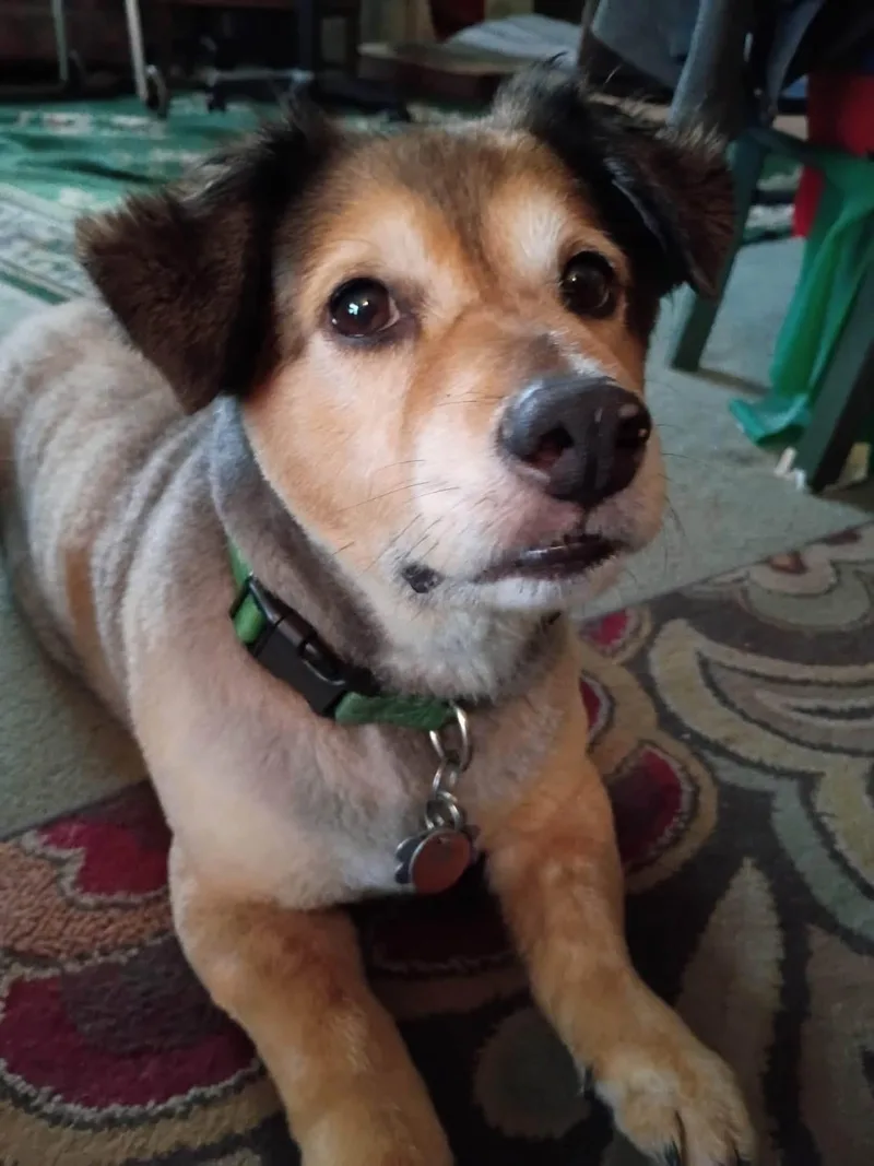 An adult medium-sized male Australian Shepherd dog named Patrick for adoption in Solon, OH