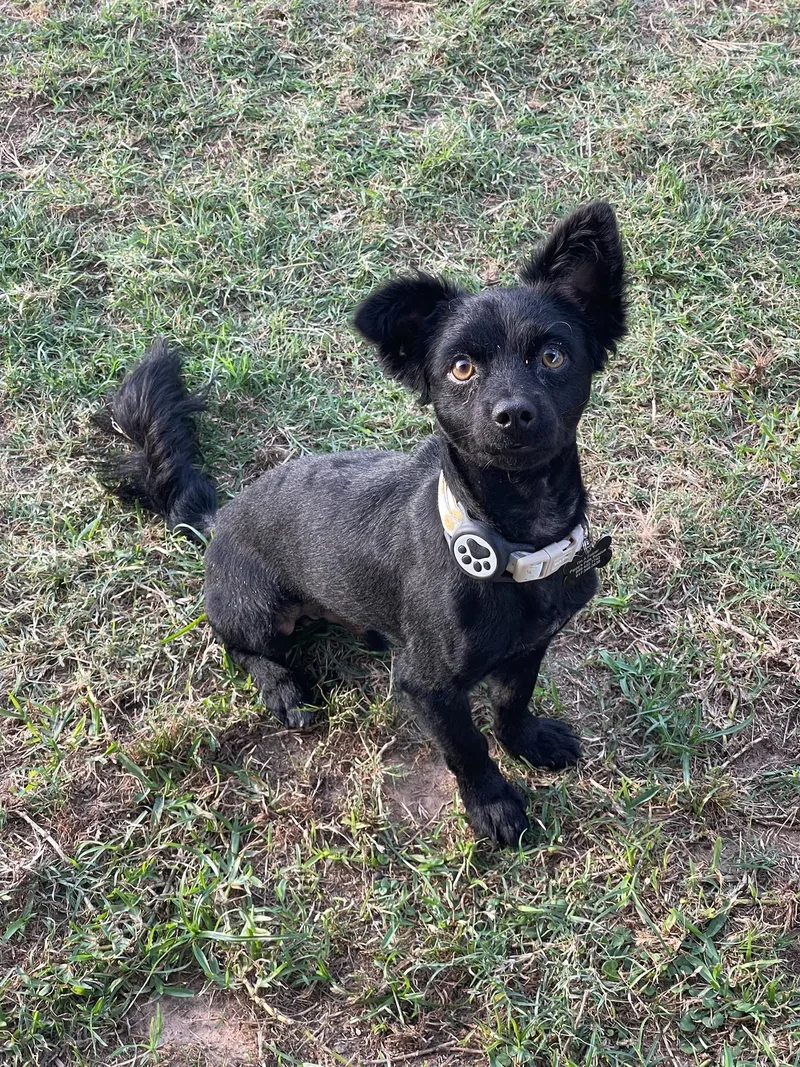 A young small-sized male Mixed Breed dog named Rocky for adoption in Houston, TX