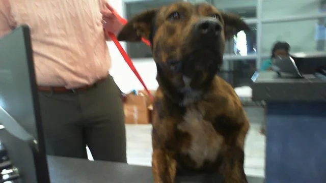 An adult large-sized male Mixed Breed dog named Boone for adoption in Charlotte, NC