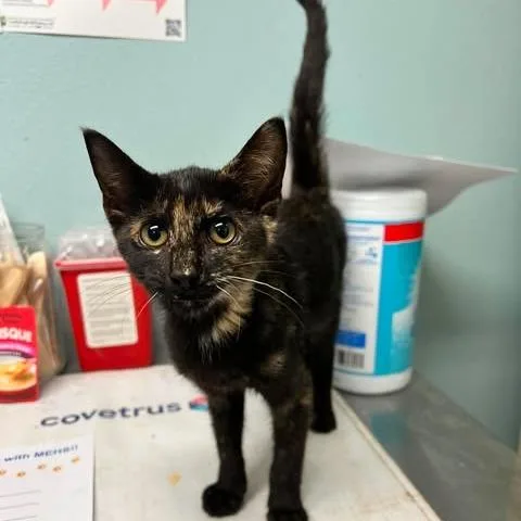 A baby small-sized female Tortoiseshell Domestic Short Hair cat named Jewels for adoption in Edwardsville, IL