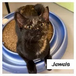 Jewels thumbnail 2