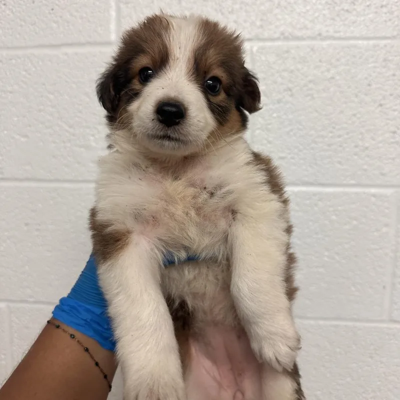 A baby medium-sized female Brown / Chocolate Shepherd dog named Badger B for adoption in Edinburg, TX