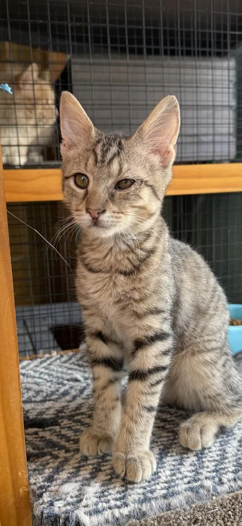 A baby medium-sized male Domestic Short Hair cat named Burton for adoption in Athens, OH