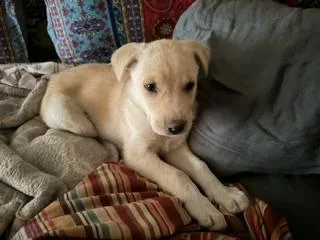 A baby medium-sized female Mixed Breed dog named Lucy for adoption in Longmont, CO