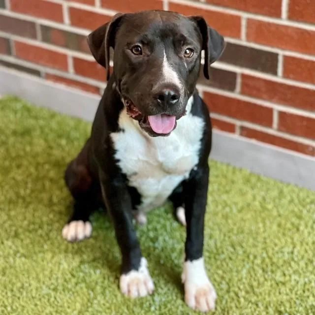 A young large-sized male Pit Bull Terrier dog named Skeet for adoption in Edmond, OK