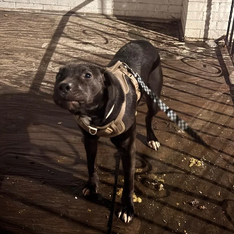 An adult medium-sized male Black Pit Bull Terrier dog named Link for adoption in Philadelphia, PA