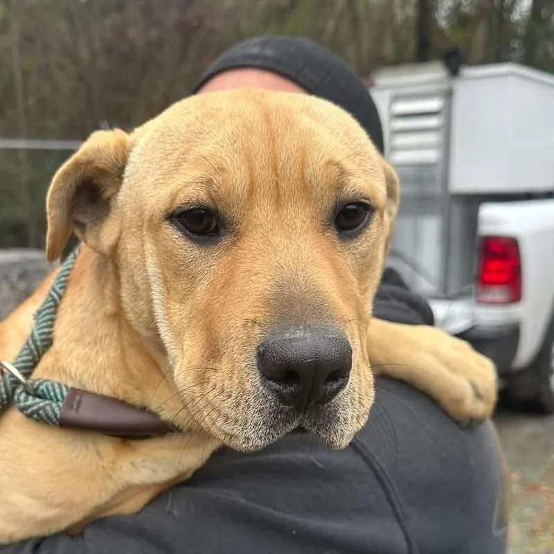 A young large-sized female Yellow / Tan / Blond / Fawn Mixed Breed dog named Ginger for adoption in New York, NY