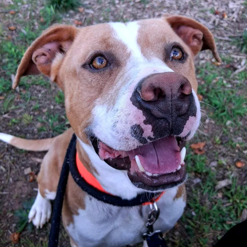 An adult medium-sized male Brown / Chocolate Pit Bull Terrier dog named Seaweed Salad for adoption in Greensboro, NC
