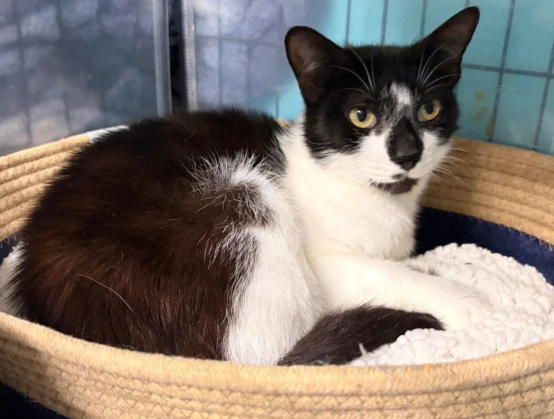 An adult medium-sized female Domestic Short Hair cat named Maxine for adoption in Battle Ground, WA