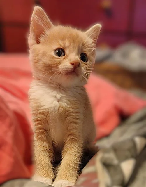 A baby small-sized female Domestic Short Hair cat named Spice for adoption in Sacramento, CA