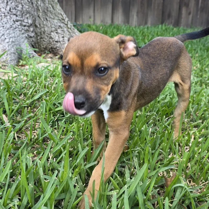 Darla