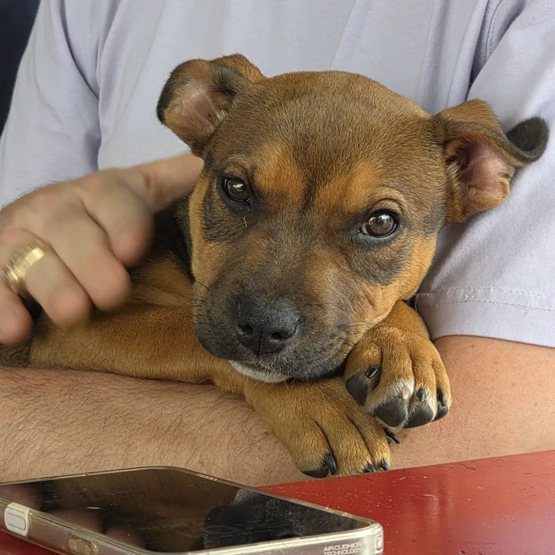 Darla thumbnail 4