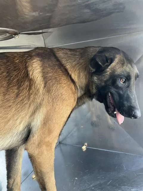 A young large-sized male Mixed Breed dog named Bernal for adoption in Dallas, TX