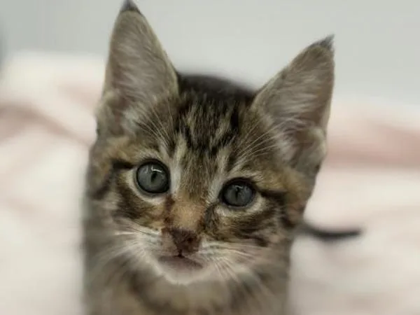 A baby small-sized male Domestic Short Hair cat named Venturino for adoption in Portland, OR