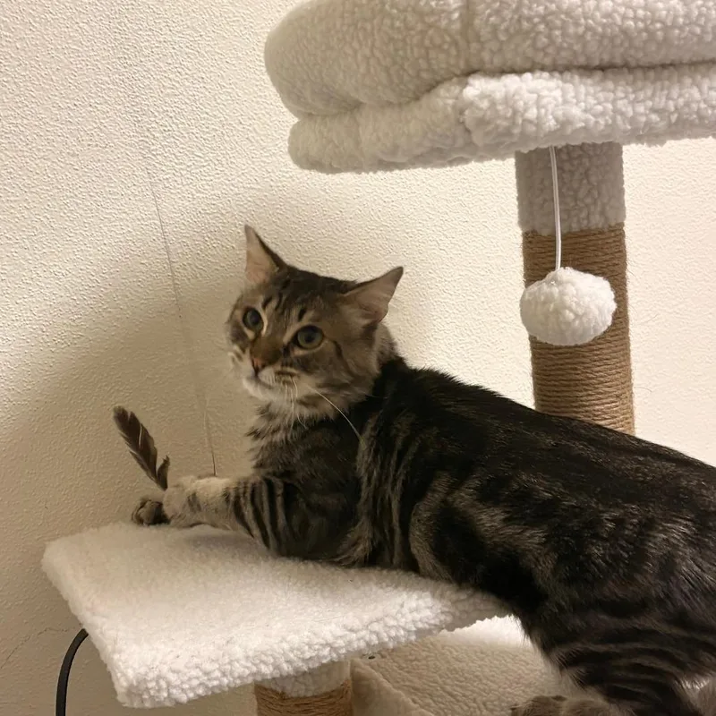 An adult small-sized male Brown / Chocolate Domestic Medium Hair cat named Tiger for adoption in Los Angeles, CA