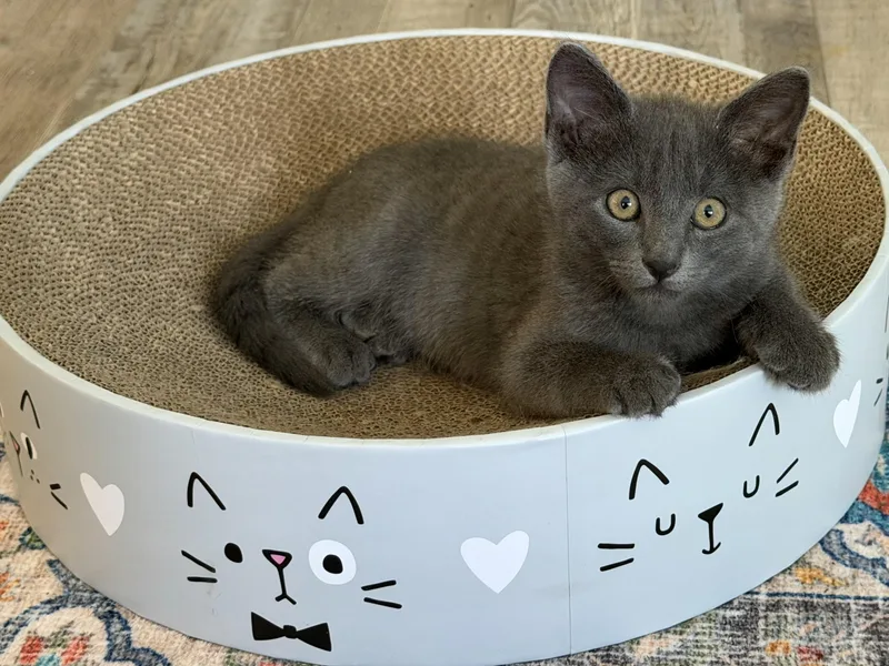 A baby medium-sized male Gray / Blue / Silver Domestic Short Hair cat named Earl Gray for adoption in Rocklin, CA