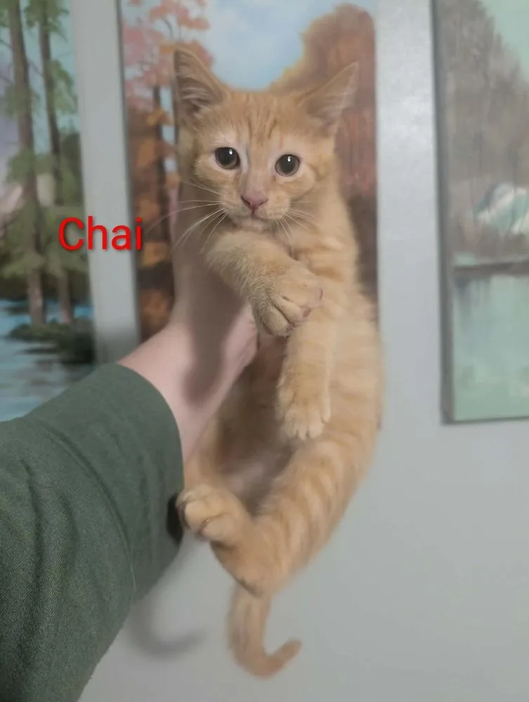 A baby small-sized male Tabby (Orange / Red) Domestic Short Hair cat named Chai for adoption in Metamora, IL