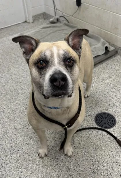 An adult extra large-sized male Yellow / Tan / Blond / Fawn Mixed Breed dog named Rocky Road for adoption in Kansas City, MO
