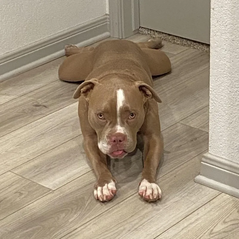 An adult medium-sized male Yellow / Tan / Blond / Fawn Bulldog dog named Pugsley for adoption in Seguin, TX