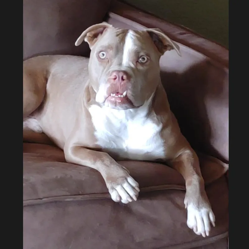 Pugsley thumbnail 3