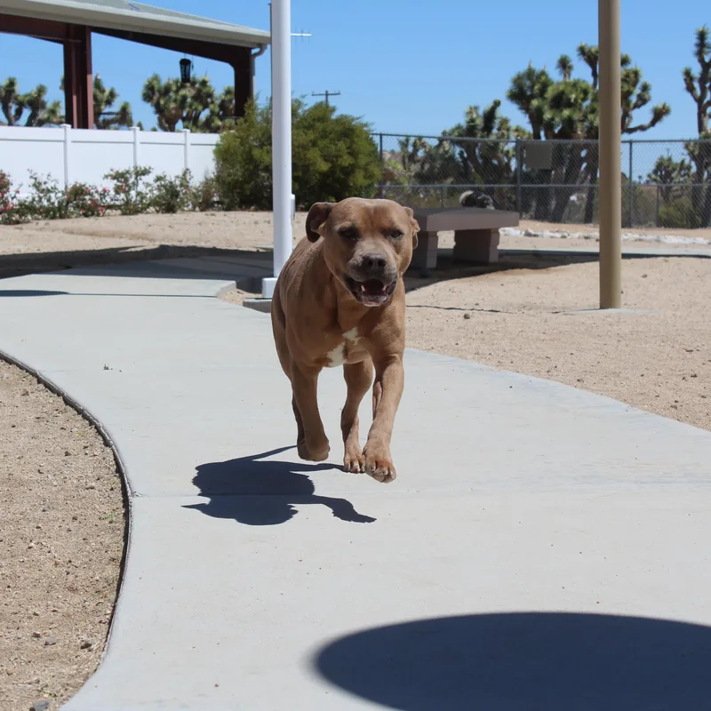 A young medium-sized male Brown / Chocolate Pit Bull Terrier dog named Moose for adoption in Yucca Valley, CA