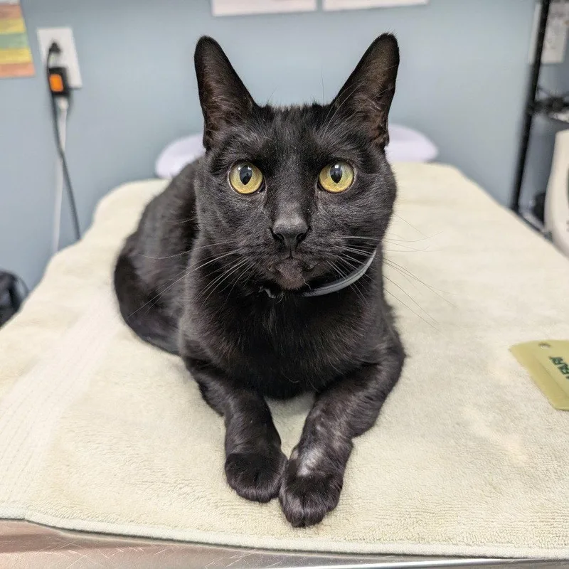 A senior medium-sized female Domestic Short Hair cat named Sheba for adoption in New Castle, DE