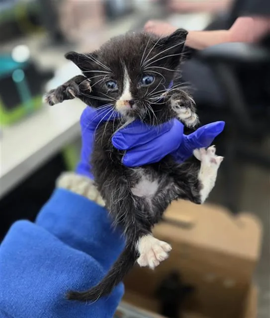 A baby medium-sized male Domestic Short Hair cat named Callaway for adoption in Dallas, TX